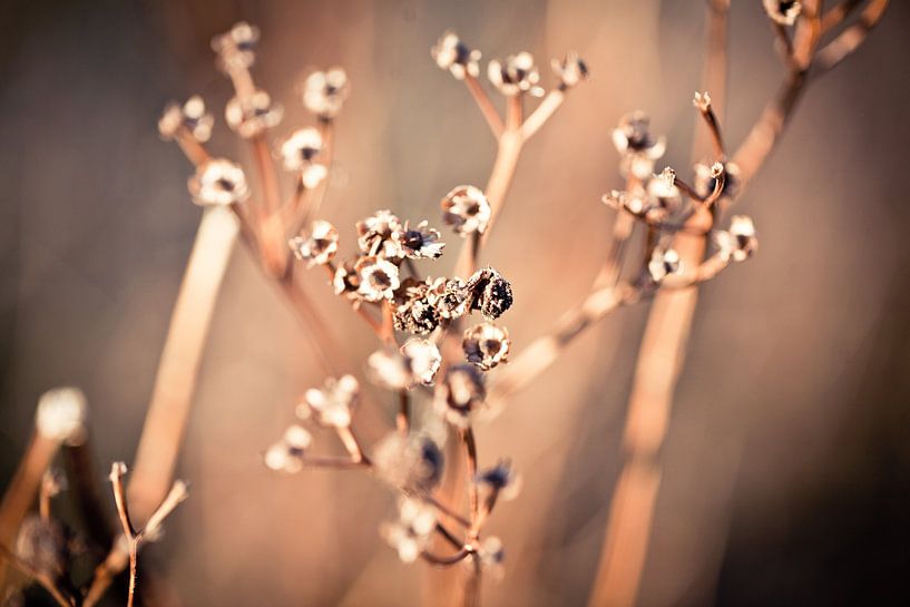 Trockenheit von Leonie Wagenaar