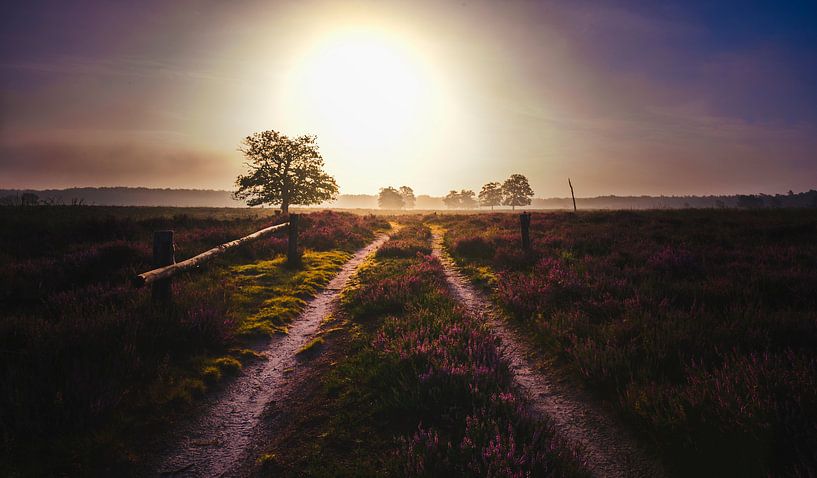 Heidekraut bei Sonnenaufgang von Jeroen Mondria