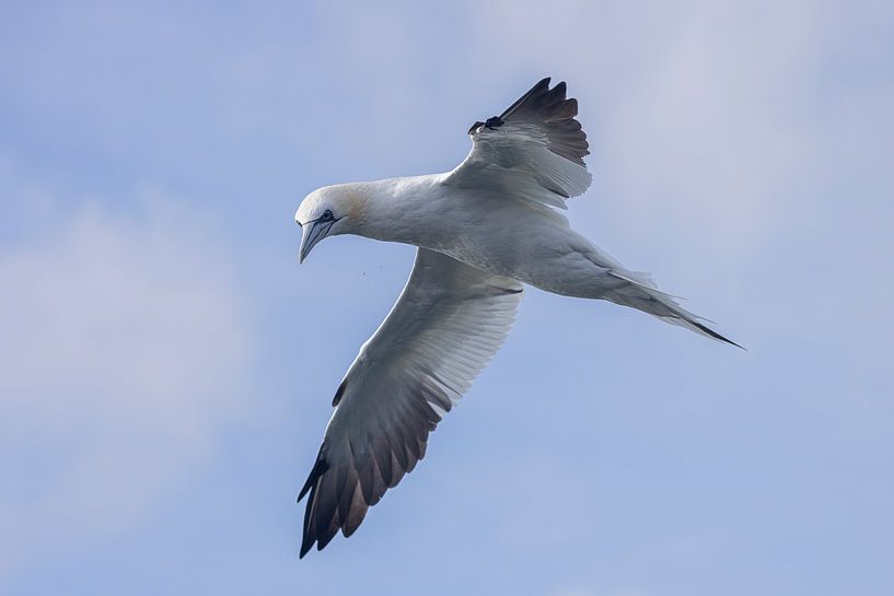 Seabird by Duco Luijt