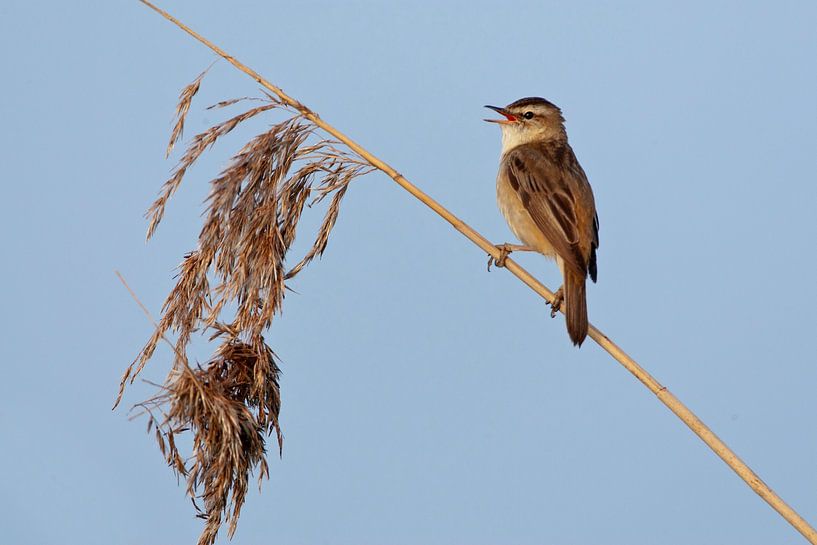 Teichrohrsänger, Acrocephalus schoenobaenus von Beschermingswerk voor aan uw muur