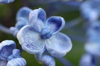 Macro of hydrangea