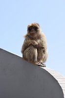 Einsamer Affe braucht Liebe