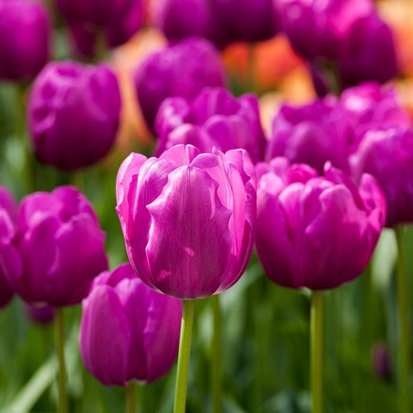 Tulp 5 von Arjan Benders