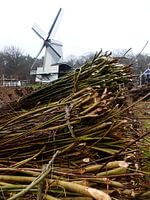 Wilgentakken en een witte molen