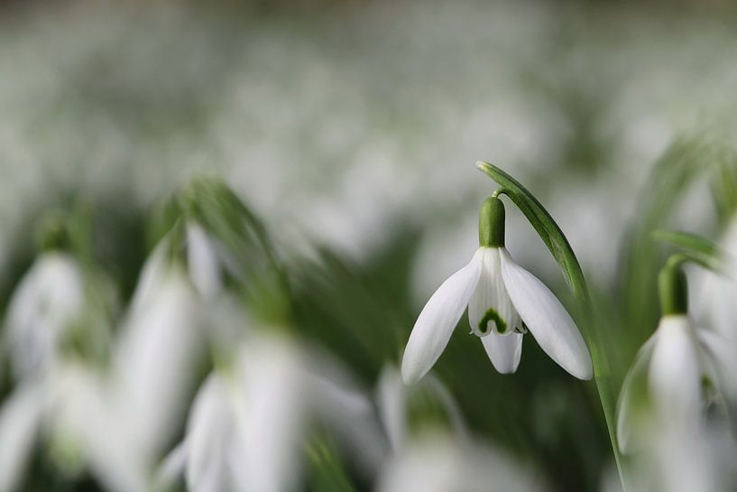 Schneeglöckchen auf einem Feld von Martijn van Doorn