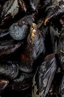 Frische Muscheln