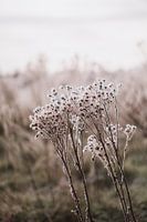 Winterblumen im Feld bei tief stehender Sonne | Landschaftsfotografie, Strijbeek, Breda
