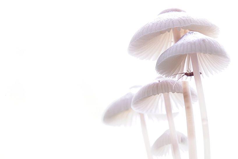 Mycena's in tegenlicht von Frouwkje Fotografie