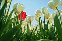 Bulb field with white tulips and only one red one in between.