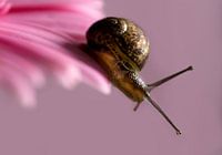 presque en train de tomber