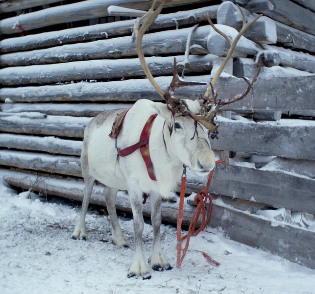 Rennes dans la neige par Birgitte Bergman