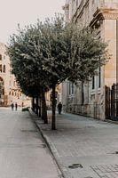 Man walks under beautiful olive tree in Beirut, Lebanon