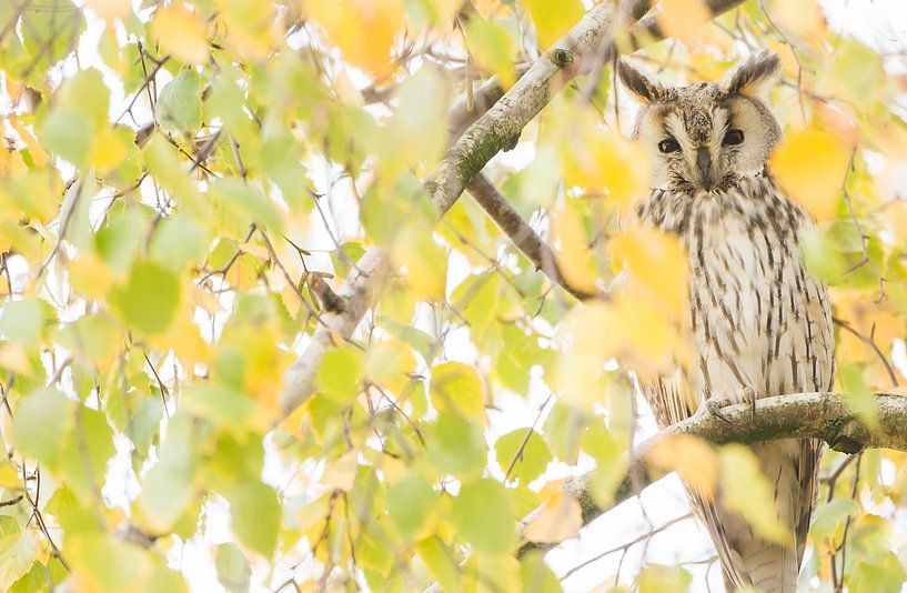 Hibou moyen-duc par Danny Slijfer Natuurfotografie