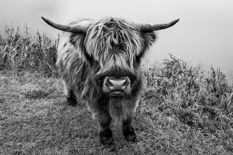 Neugieriger schottischer Highlander von Yoni van Haarlem