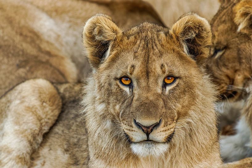 Ein Porträt eines jungen Löwen (Panthera Leo), der den Betrachter mit durchdringenden Augen betracht von Gunter Nuyts