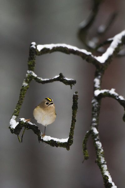 Goldhähnchen von Danny Slijfer Natuurfotografie