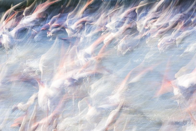 La vie en rose by Kris Hermans