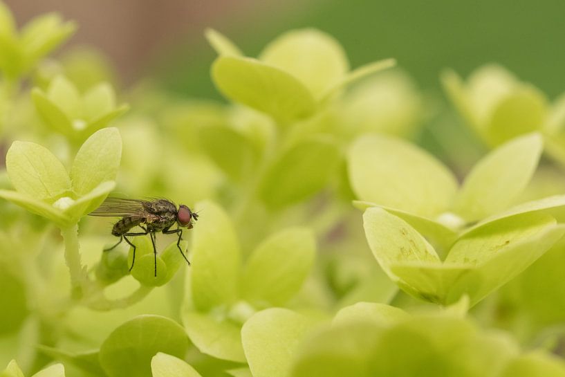 Fliege von Moetwil en van Dijk - Fotografie