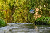 kingfisher in axction with fish