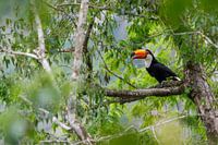 Le toucan dans la forêt tropicale