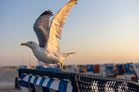 Startklar vom Strandkorb