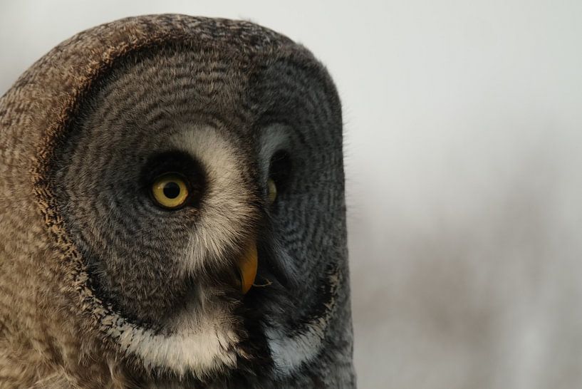 uil von NanKee Fotografie 