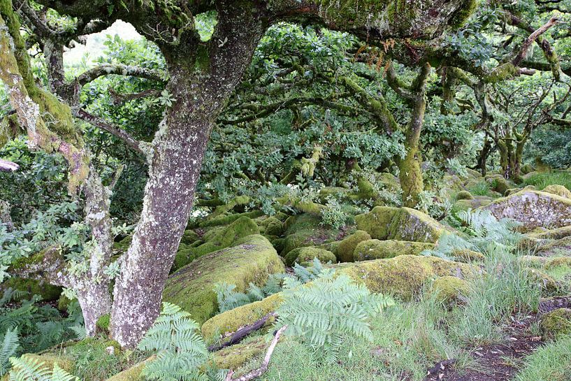 Wistmen&#039;s Wood 8 by Ralph Jongejan