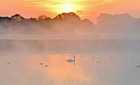 Swan and ducks at sunrise