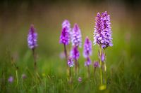 Parse Geflecktes Knabenkraut im grünen Gras