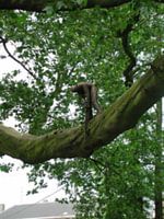 Hoog in de boom is er iets wat je moet zien