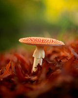 Vliegenzwam in de herfst