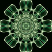 Ich bin... Sonnenblume