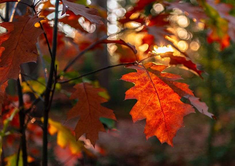 Gros plan de l'automne rouge laisse avec bokeh en arrière-plan. par Gea Gaetani d'Aragona