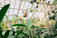 Plantes suspendues dans la serre d'un jardin botanique