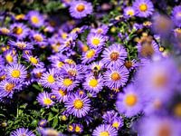 Asters with bee