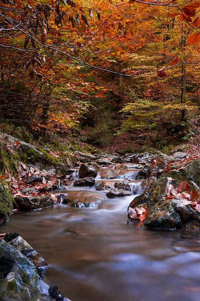Herfst stroompje von Photography by Karim