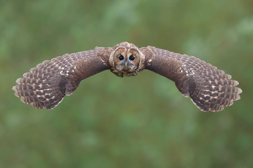 Tawny Owl (Strix aluco) by Ronald Pol
