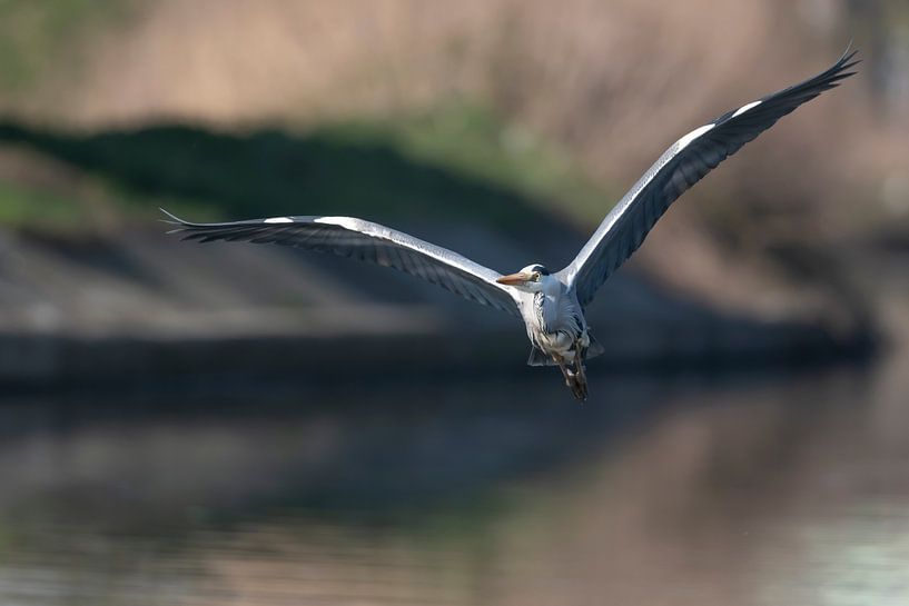 Blaureiher im Flug über den Dender von Sven Scraeyen