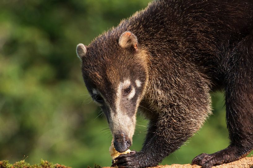 Un ours de nez vole une banane au Costa Rica par Mirjam Welleweerd