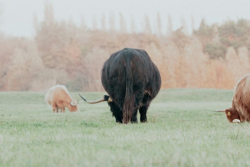 Les Highlanders écossais dans les dunes néerlandaises par Anne Zwagers
