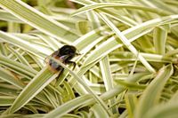 Beschäftigte Biene auf einem Blatt