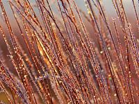 L'herbe de glace ensoleillée