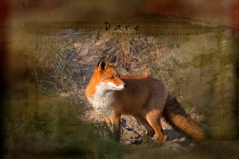 Le renard sous le soleil de la fin de l'été par Carla van Zomeren