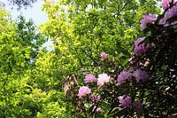 Der grüne Durchgang mit üppigen Blumen