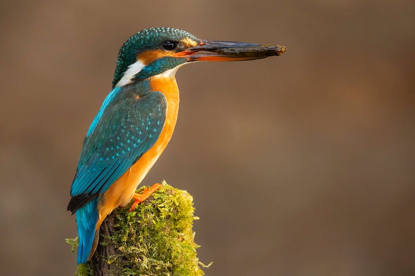 Frau Eisvogel von Daniela Beyer