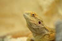 Close-up van een baardagaam in Jena