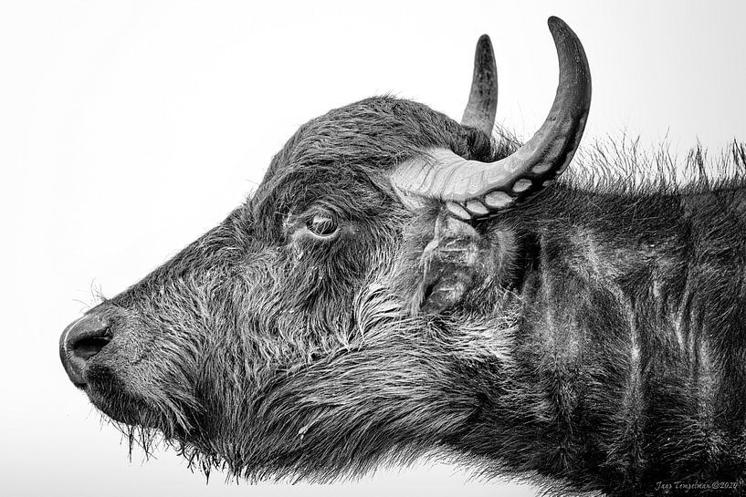 Wasserbüffel von Jaap Tempelman