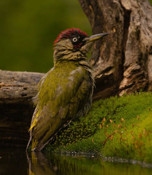 Green Woodpecker takes a bath. by Wouter Van der Zwan