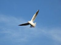 vrij als een vogel / free as a bird