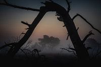 L'aube sur le Malpie